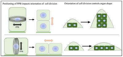 Plant Organ Shapes Are Regulated by Protein Interactions and Associations With Microtubules